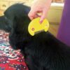 Zero In Flea Killer Comb. Poison-Free, Electric Flea and Tick Comb Treatment for Use on Cats, Dogs and Pets with Fur