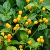 25 Aji Charapita Chilli Seeds – Most Expensive Pepper in the World – Reproducible Peasant Seed – SemiSauvage