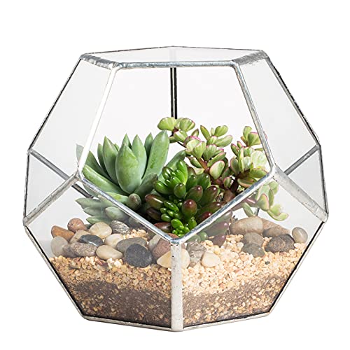 NCYP 15cm Small Glass Geometric Terrarium Planter, Tabletop Pentagon Display Terrarium Pot for Succulent Cacti Fern Moss Air Plants, Indoor Home