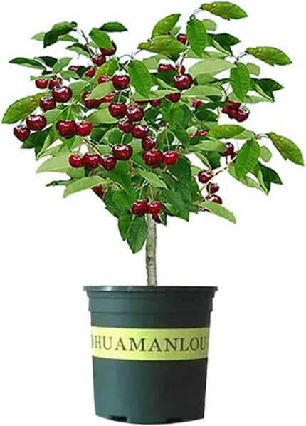Cherry Prunus pseudocerasus Trees Fruit Seedling - 18 inch Tall Easy to Grow for Table Decorations Bedroom Bathroom Living Room Indoor Decor