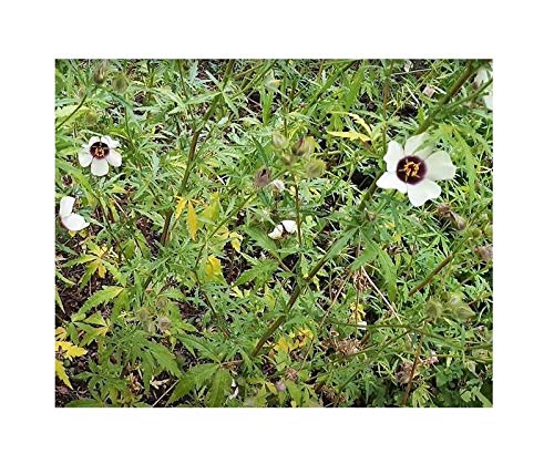 Pcs - 10x Hibiscus Cannabinus Kenaf Bush Garden Plants - Seeds B1613 Plants Shop Samenbank Pfullingen Patrik Ipsa