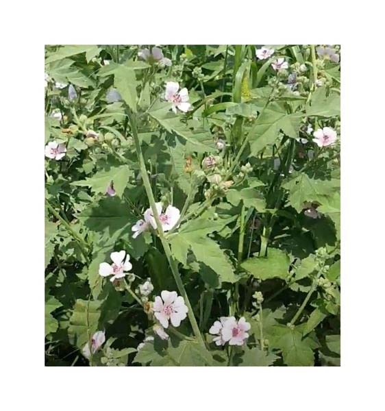 Pcs - 180x Real Marshmallow - Althaea Officinalis Shrubs Garden Plants - Seeds K14 & Plants Shop by Ipsa