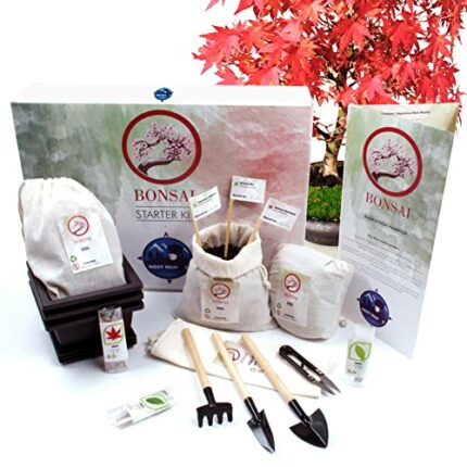 Nosy Nomad Bonsai Starter Kit | Premium Authentic Japanese DIY Bonsai Tree Starter Kit - Includes 3 Varieties of Bonsai Tree Seeds, Potting Soil,