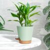 Warmplus Self-Watering Plant Pots Indoor, 20/17.5/16.5/15/14/12.5cm Plastic Flowerpots with Drainage Holes Saucer and Reservoir, Indoor Modern De