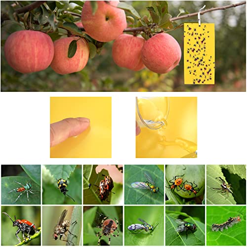 Dual-sided Fly Trap Sticky, 25Pcs Plant Fly Catcher, Board Fruit Fly Traps Sticker Insect Gnat Traps, Yellow Fly Stickers for Mosquitos, Flying A