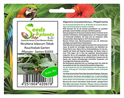 Pcs - 20x Nicotiana Tabacum Tobacco Smoking Tobacco Garden Plants - Seeds B1833 & Plants Shop by Ipsa