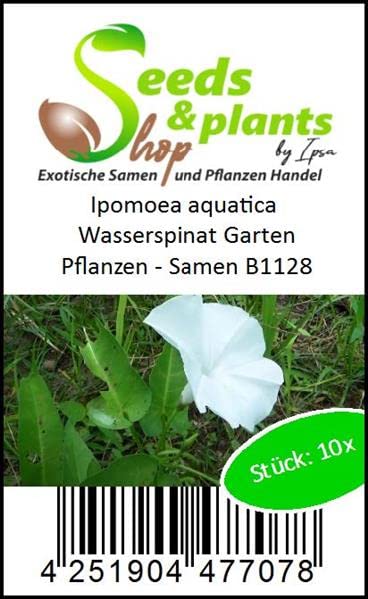 Pcs. - 10x Ipomoea Aquatica Wasserspinat Garden Plant - Seeds B1128 & Plants Shop by Ipsa