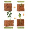 URFEDA Life Cycle Figurines of Plant, Growth Cycle Toys for Kids Learning and Teaching Aids Plant Life Cycle Growth Cycle Model Life Cycle Plant