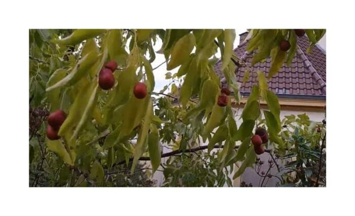 Pcs - 10x Ziziphus Jujuba Chinese Jujube Garden Plants - Seeds B59 & Plants Shop by Ipsa