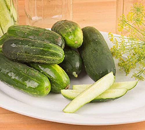 Cucumber Seeds Rodnichok Natur F1 Gherink Tolerant to Mildew & Weather Stress