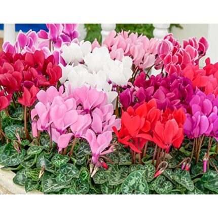 Blue Magic Design 10 Mixed Colour Cyclamen Super Serie Micro Gardening Summer beautiful Flower Bulbs