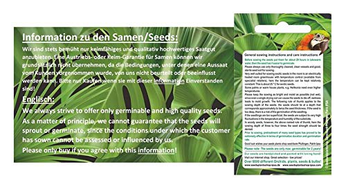 Pcs - 40x Deadeyes in Green Mix Nigella Damascena Plants - Seeds #359 Plants Shop Samenbank Pfullingen Patrik Ipsa