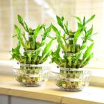 2 Lucky Bamboo Ribbon Plant 3 Tiers Tower Evergreen Indoor Bonsai in Vintage Style Glass Pot for feng Shui