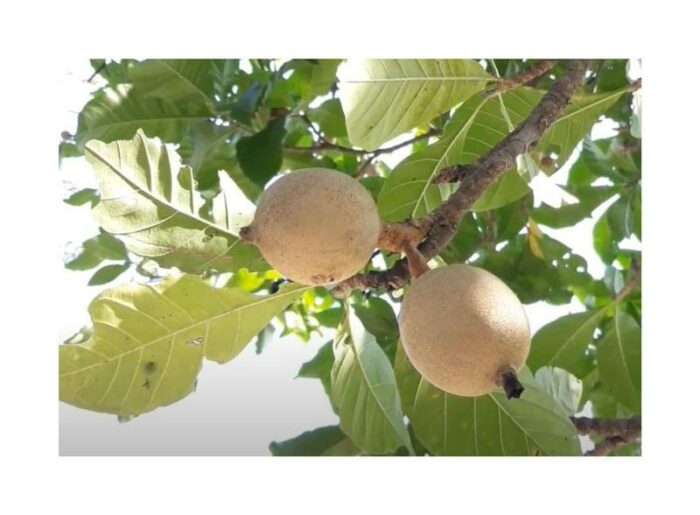 Pcs - 10x Genipa Americana, Jaguar Xtype Tree Garden Plants - Seed B990 - Seeds & Plants Shop by Ipsa