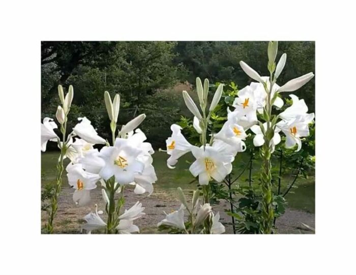 Pcs - 1x Lilium Candidum Madonnenlilie Flower Bulb Garden Plants F-ZS103 - Seeds & Plants Shop by Ipsa