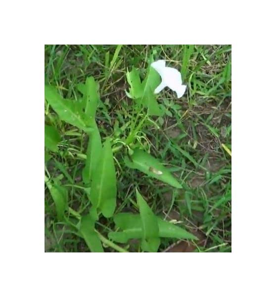 Pcs. - 10x Ipomoea Aquatica Wasserspinat Garden Plant - Seeds B1128 & Plants Shop by Ipsa
