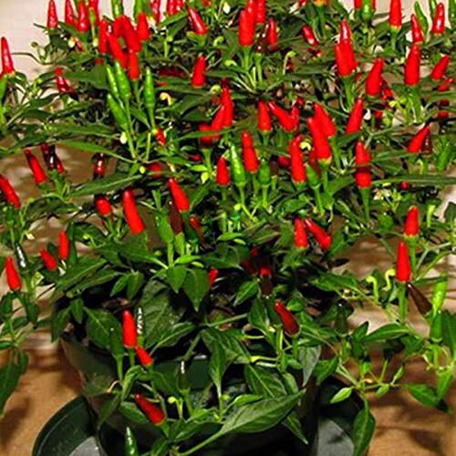 Birds Eye Chili Pepper Seeds - Grow Piri Piri Tobasco Chillies Quality Chilli Heirloom Seed