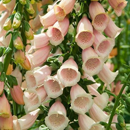 500 Digitalis Purpurea Apricot Foxglove Seeds - 500 Seeds