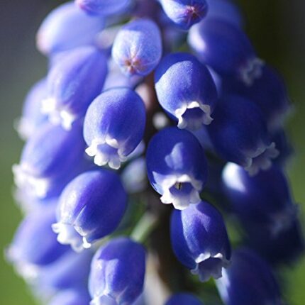 Bolly Bulbs® - Muscari Armeniacum (12 Bulbs)