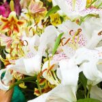 2 Giant Mixed Tree Lily Bulb Large Flower Fragrant Summer Pernnial Garden Plant Corm Collection