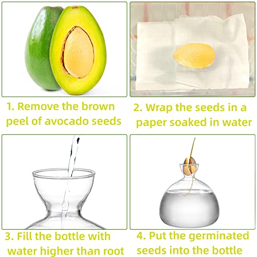 Hiceeden Avocado Seed Starter Vase Planter, Clear Avocado Tree Growing Kit Pot, Medium Avocado Vase Grow Glass Plant Pot Gift for Indoor Outdoor
