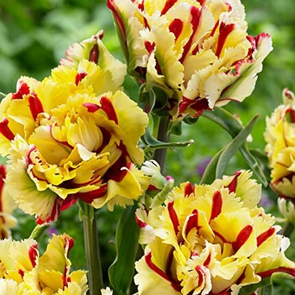 10 x Tulipa Parrot Flaming Parrot - Fringed Edges Create a Stunning Ruffled Effect - Perfect for Borders & Containers - for Your Beautiful Garden