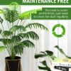 Artificial Palm Trees - Wansmart 95cm Areca and Golden Cane Palm Trees in Pot for Indoor/Outdoor Décor - Perfect for Home, Office, and Shopping M