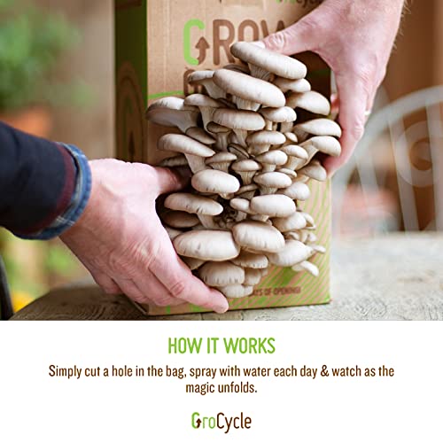 GroCycle Oyster Mushroom Growing Kit | Gardening Gifts - Grow Your Own Mushrooms Kit | | Fun to Grow & Delicious to Eat | Ready to Cook in 14 Day