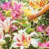 6 Giant Mixed Tree Lily Bulb Large Flower Fragrant Summer Pernnial Garden Plant Corm Collection