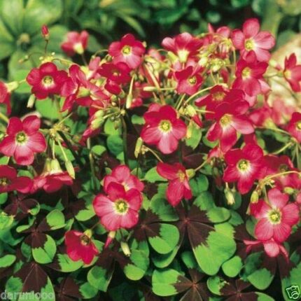 Wafer 20 Bulbs Oxalis Iron Cross Gardening Bulb Beautiful Spring Flower Perennial New