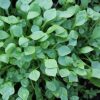 Winter Purslane Seeds per Gram - an appetizing Variation in The Range of Winter Vegetables - 0,75 g - Seeds per Gram: 2000