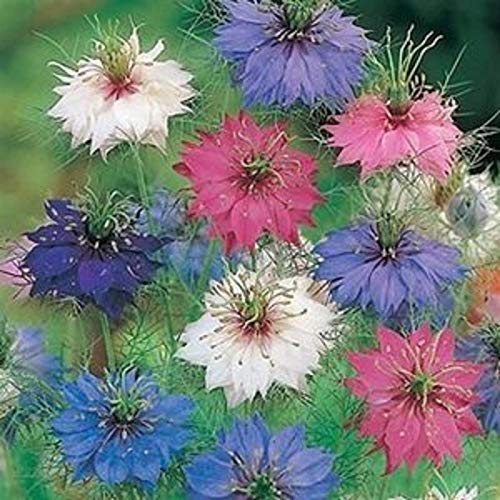 Pcs - 40x Deadeyes in Green Mix Nigella Damascena Plants - Seeds #359 Plants Shop Samenbank Pfullingen Patrik Ipsa