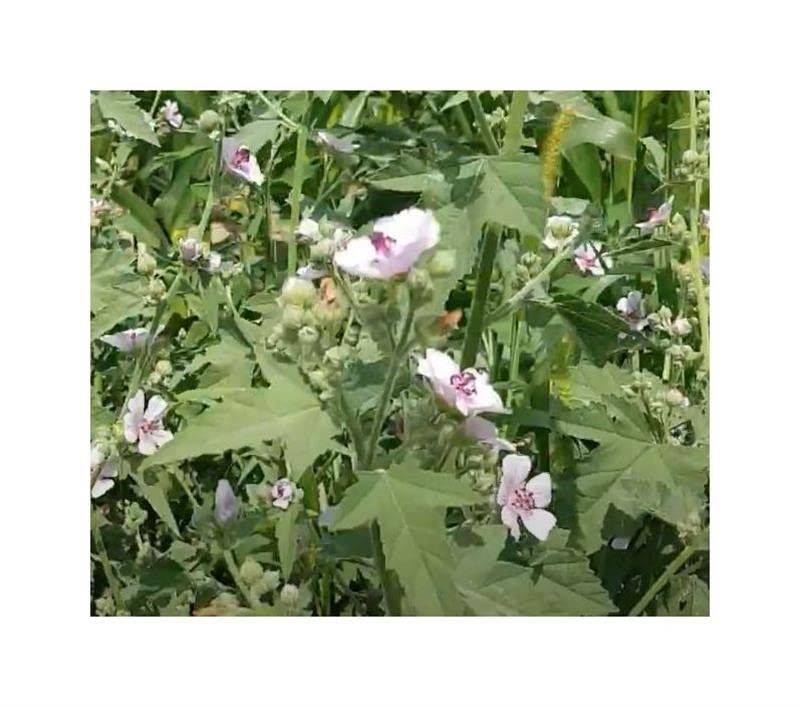 Pcs - 180x Real Marshmallow - Althaea Officinalis Shrubs Garden Plants - Seeds K14 & Plants Shop by Ipsa