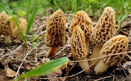 Blonde Morilla Mycelium Growing Kit 15ml/50ml Mushrooms (Tube, 15ml)