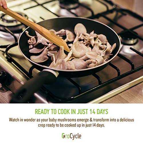GroCycle Oyster Mushroom Growing Kit | Gardening Gifts - Grow Your Own Mushrooms Kit | | Fun to Grow & Delicious to Eat | Ready to Cook in 14 Day