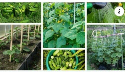Cucumber Seeds Rodnichok Natur F1 Gherink Tolerant to Mildew & Weather Stress
