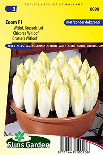Brussels Witloof Zoom F1 Vegetable Seeds per Gram - Produces Uniform, Firm Bushes - 1 g - Seeds per Gram: +/-675