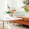 Avoseedo - Grow Your Own Avocado Tree