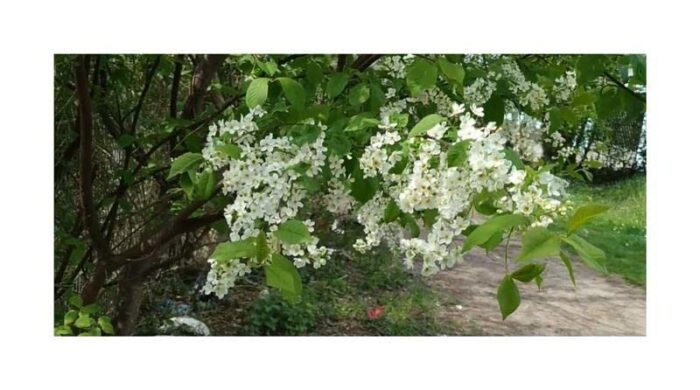 Pcs - 10x Prunus Padus Early Traubenkirsche Tree Garden Seeds ID1525 - Seeds Plants Shop Samenbank Pfullingen Patrik Ipsa