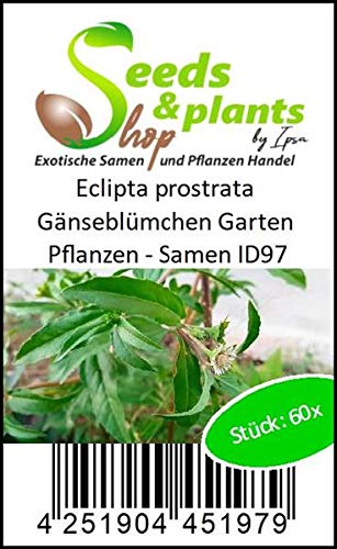 Pcs - 60x Eclipta Prostrata Daisy Garden Plants - Seeds ID97 & Plants Shop by Ipsa