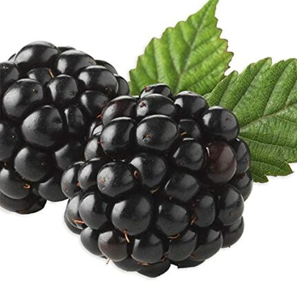 BlackBerry – Enjoy Edible Fruit- Packed with nutrients and antioxidants- Easy to Grow, Preserve and Store- Grow Them in Your Beautiful Home Garde