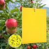 50PCS fruit fly traps yellow Fly Paper sticky catcher - Double-sided Fungus Gnat Sticky Catcher For Multiple Insect