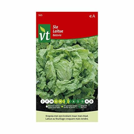 Lettuce Batavia Seeds - Head with Pleasantly Crisp Leaves - 3 g - Seeds: 800