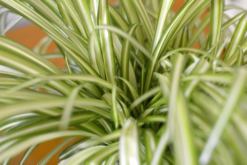 Indoor Plant -House or Office Plant -Chlorophytum - Indoor Spider Plant