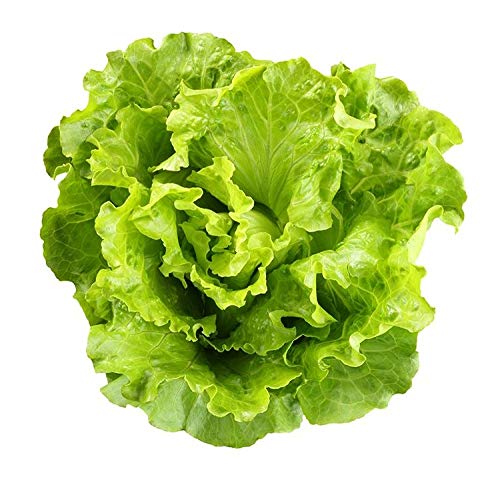 Lettuce Batavia Seeds - Head with Pleasantly Crisp Leaves - 3 g - Seeds: 800