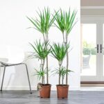 2 Large Triple Dragon Tree Dracaena Marginata 110cm Tall in Pot Madagascar Plants