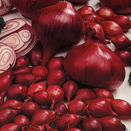 Onion and Garlic Set - Reliable Harvest - for Your Kitchen Garden (250gms Electric Onions)