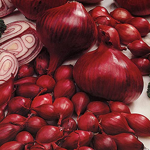 Onion and Garlic Set - Reliable Harvest - for Your Kitchen Garden (250gms Electric Onions)