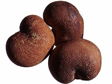 African Baobab – 3 Seeds – Adansonia Digitata – SEM05