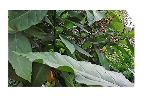 Pcs - 20x Nicotiana Tabacum Tobacco Smoking Tobacco Garden Plants - Seeds B1833 & Plants Shop by Ipsa